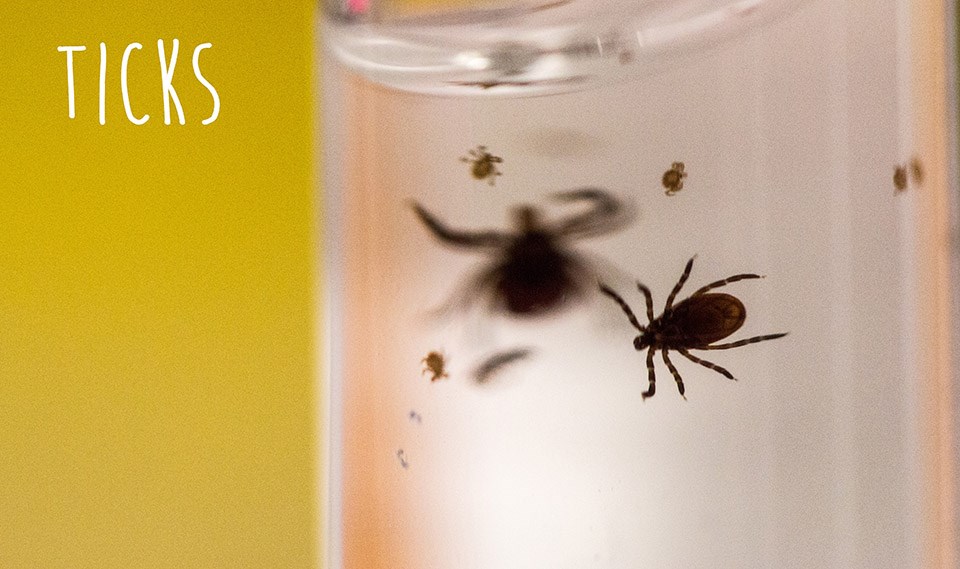 close up of a tick in a clear vial with the word tick atop the photo