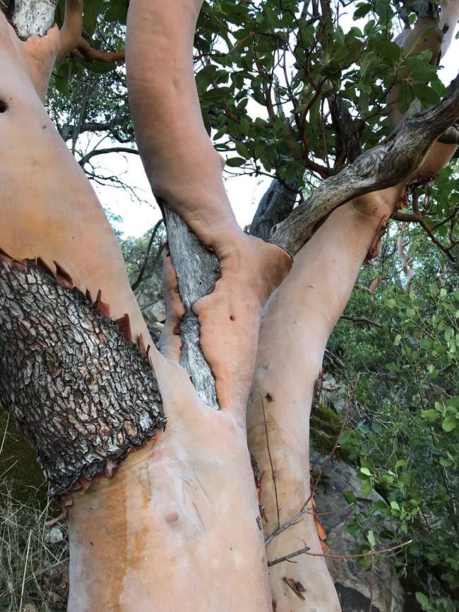 madrone bark showing older rough bark and younger smooth bark