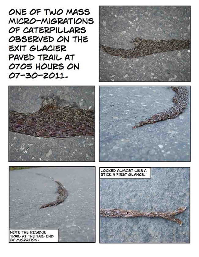 maggot images A series of images that show a "micro migration" of larvae as they move en masse across a trail.