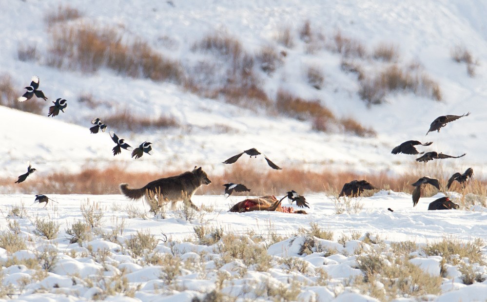 magpies, ravens and a wolf scavenge a carcass