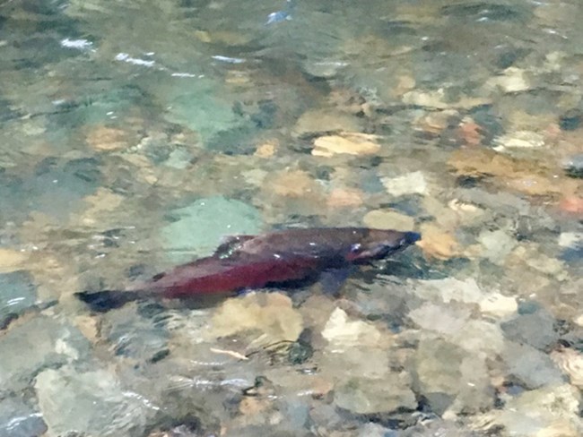An adult male coho salmon with a green tag at the base of its dorsal fin swimming upstream