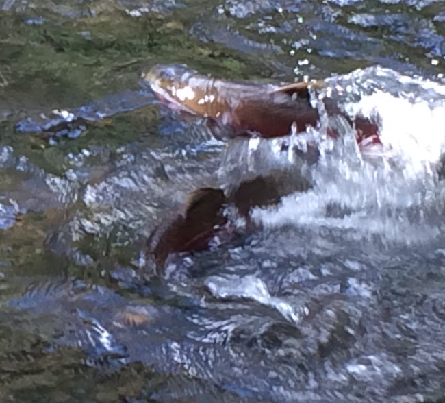 Two large fish leaping out of the water at each other