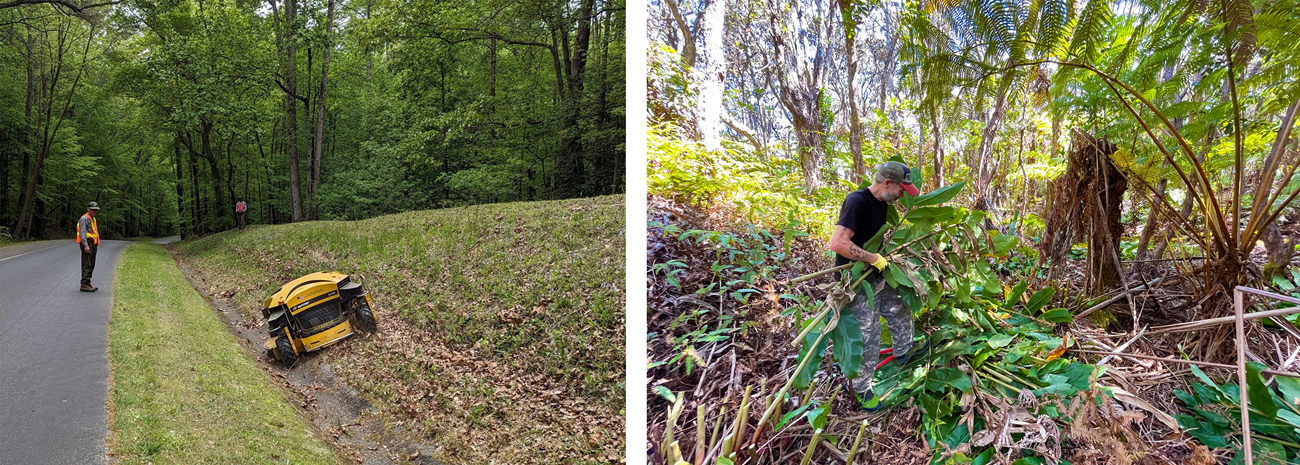 A maintenance man wearing NPS uniform stands in the road watching a yellow remote-controlled mower on a steep slope on the side of the road (left). A man wearing gloves tosses the leaves of pruned back invasive plant into a pile (right).