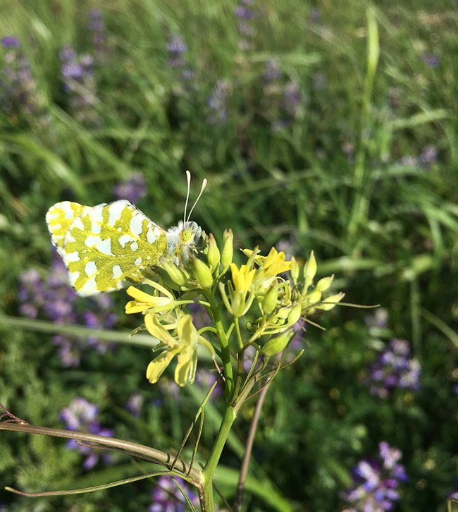 Island marble butterfly on a yellow flower