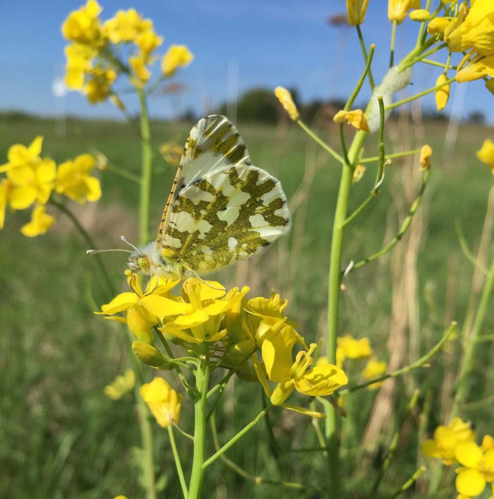 A white butterfly with green streaks on its wings