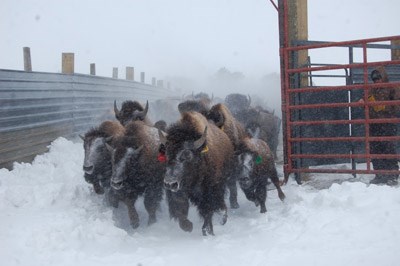 Bison being corralled between metal fences in the snow