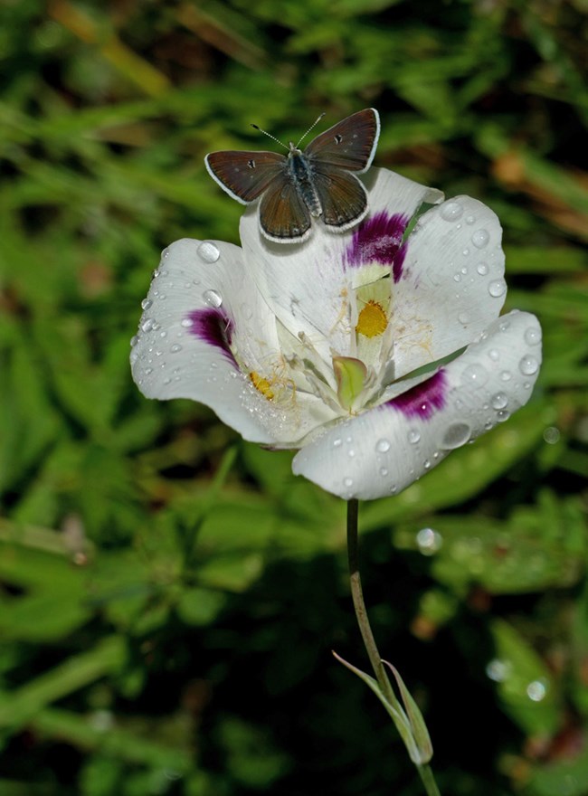 mariposa lily