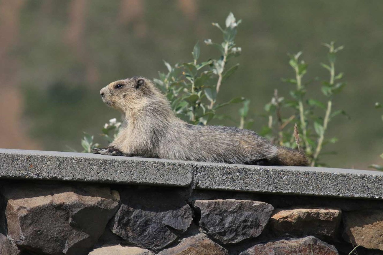 a marmot laying on a rock wall