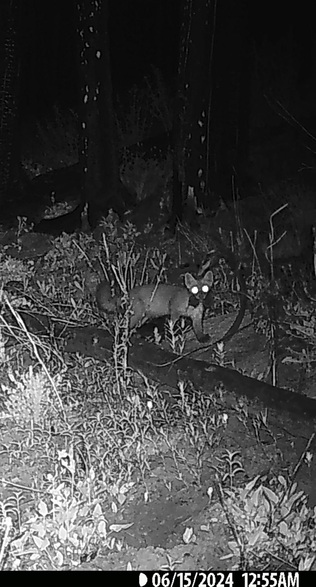 night camera trap photo of a marten