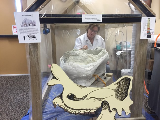 a paleontologist works on a table-sized fossil skull in a clear plastic tent with a drawing of the fossil skull taped to the outside of the tent.