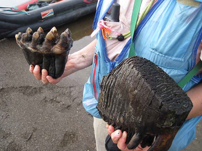 A woman holds a mastodon tooth in one hand, and a mammoth tooth in the other.