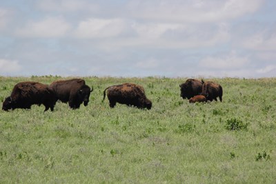 Five adult bison and a calf grave in Tallgrass Prairie