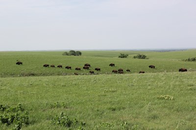 Herd of bison spread out among a green, rolling prairie