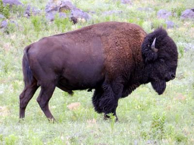 The profile of a bison's full body