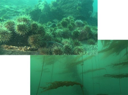 ocean environment collage of two images underwater with anemones and kelp.