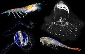 zooplankton an image of zooplankton