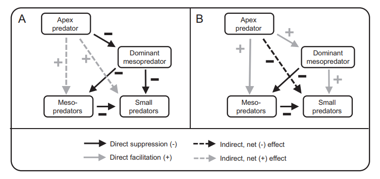 meso diagram two diagrams indicating relationships between apex predators and smaller predators, explained in the page text below