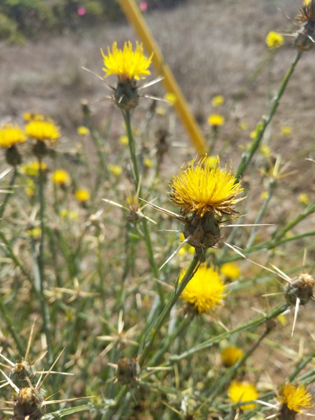 Yellow star thistle Yellow thistle flower with spines