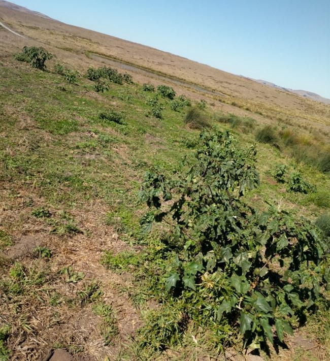 Jimson weed A large shrub in the foreground and several smaller plants in the background