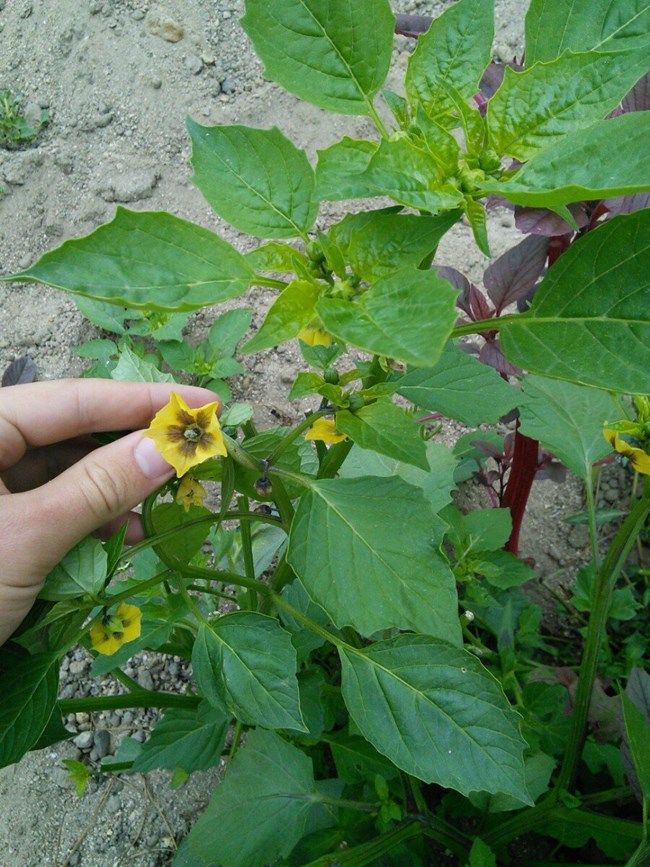 NPS staff holding a tomatillo flower on the plant