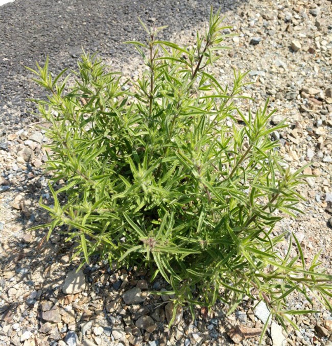 Spikey plant next to road