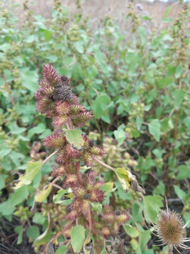 Prickly fruits of the common cocklebur