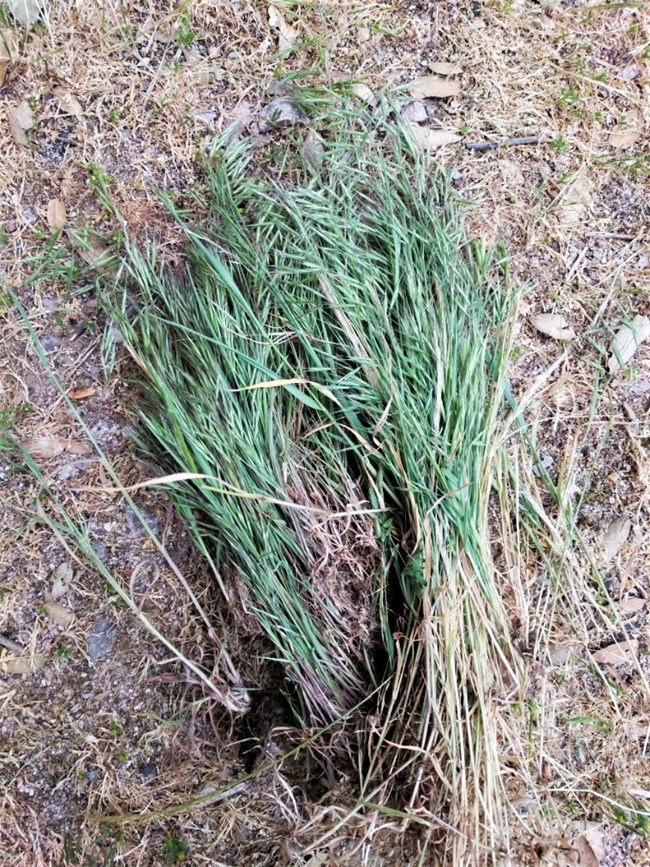 Cheat grass A bunch of green grass that had been pulled up laying on the ground
