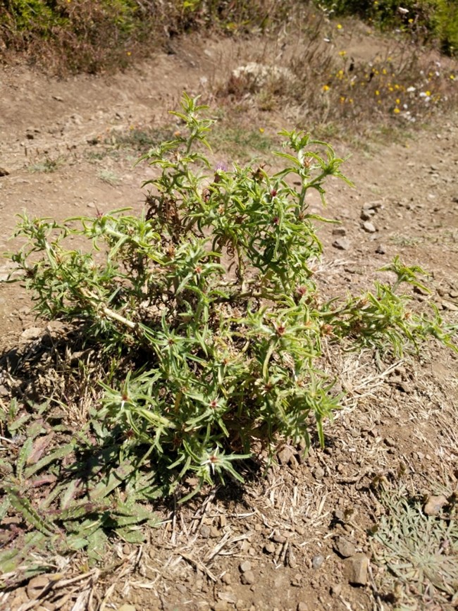 Purple starthistle A scraggly thistle with a few purple flowers on a trail