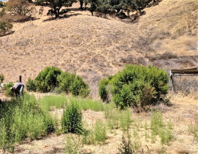 Stinkwort A man works in an area of green spiny plants on a hillside of dried grass