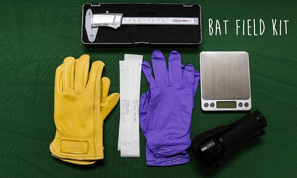 batkit yellow and purple gloves, UV flashlight, and calipers with the words Bat Field Kit written over the photo
