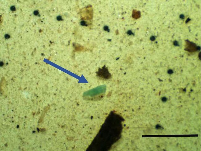 Blue microplastic piece with organic material