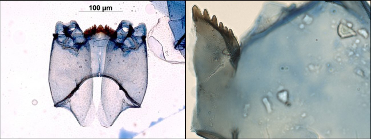 Benthic invertebrates as seen under the microscope Microscopic views of a couple benthic organisms