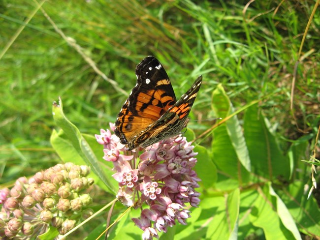 Butterfly on milkweed plant