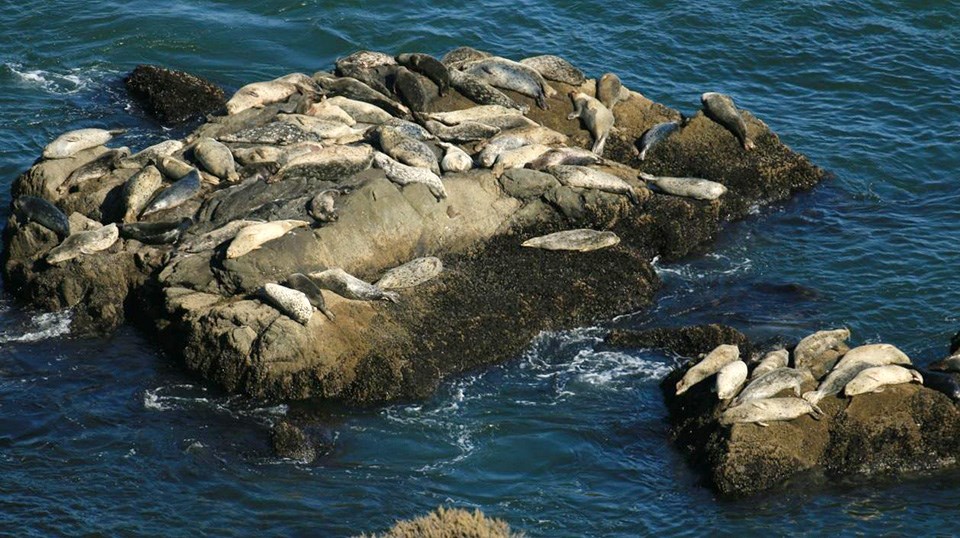Approximately 60 harbor seals lying on large rocks surrounded by water. The seals vary in color from beige to white or black.