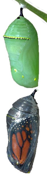 A fresh chrysalis's green color helps it to blend in with its surroundings. Just before emergence, the wings can be seen.