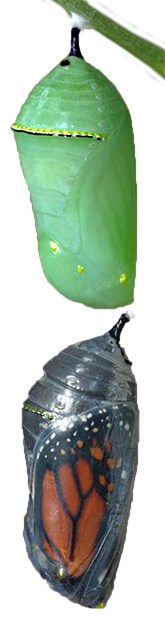 monarch chrysalis A fresh chrysalis's green color helps it to blend in with its surroundings. Just before emergence, the wings can be seen.