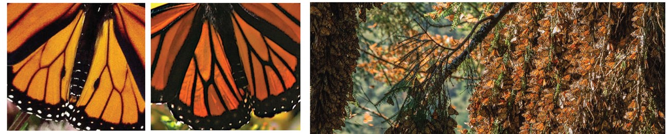 Above: Spot the difference? Male monarchs sport a pair of black spots and females don’t. Far right: Millions of monarchs coat trees in their Mexican wintering grounds, turning some orange. In 1986, the country designated 62 sq.mi. of forest to become the