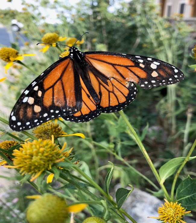 Monarch butterfly on a green bush