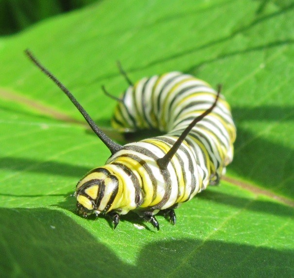 A yellow and black striped caterpillar, or instar, which is the juvenile form of a monarch A yellow and black striped caterpillar, or instar, which is the juvenile form of a monarch