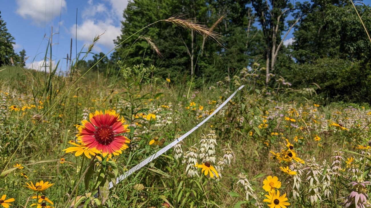 A field of vegetation, including vibrant red and yellow flowers. There is a tape measure cutting through the field.