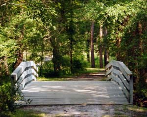 Wooden bridge in dappled forest.