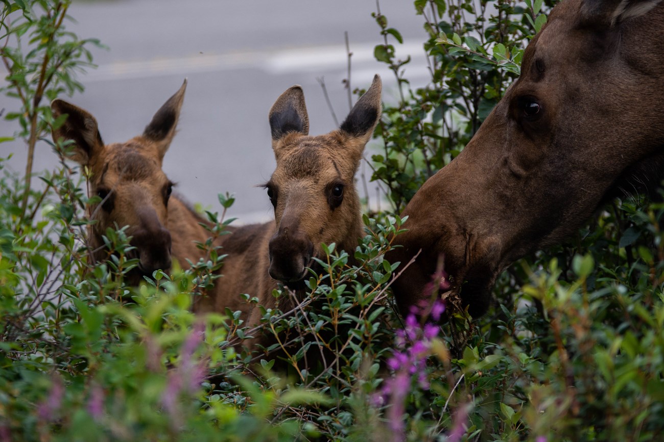 moose ml 3 a moose cow and two calves