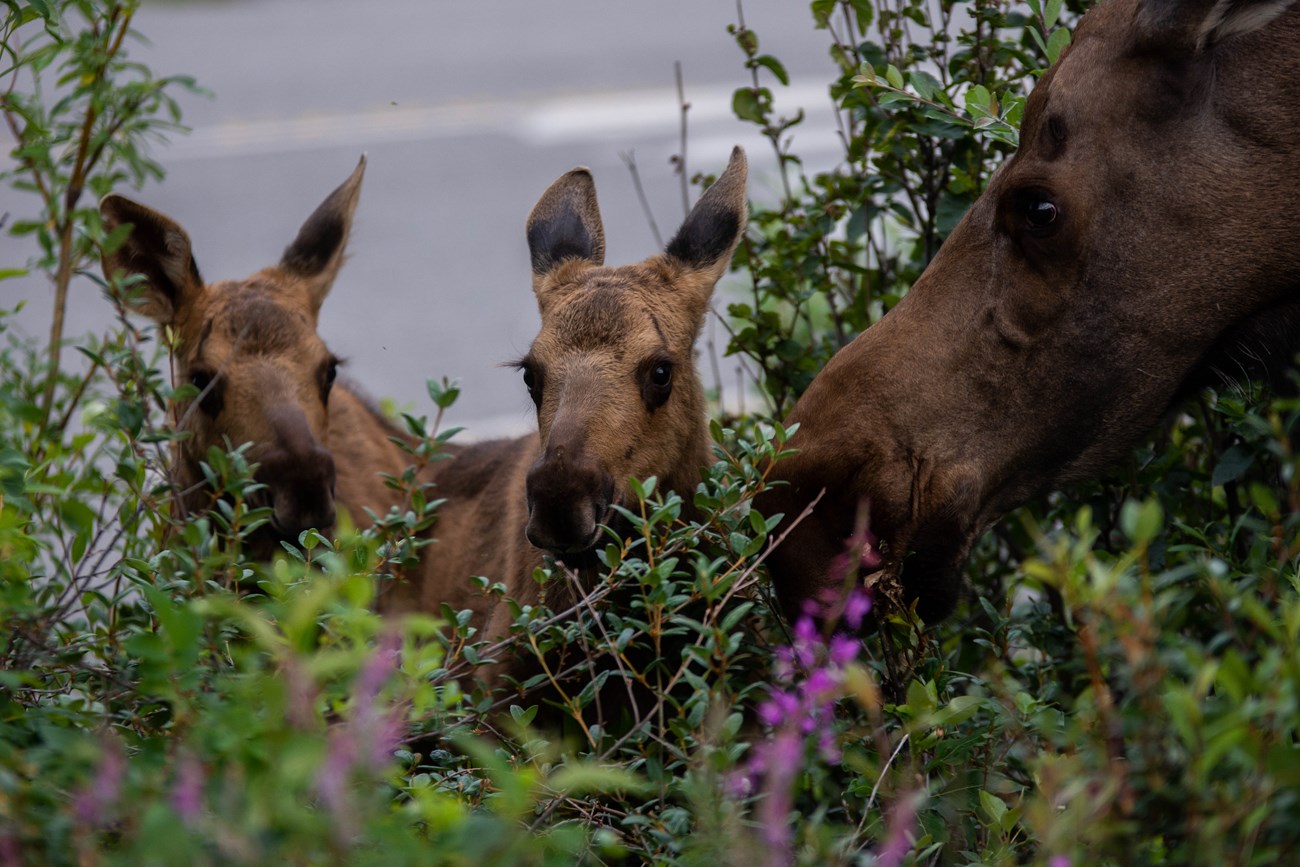 a moose cow and two calves