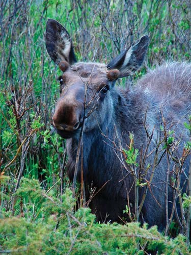 Moose Browsing Moose browsing on woody plants.