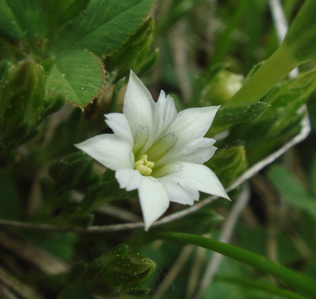 white flower with 10 pointed petals radiating out in a circle