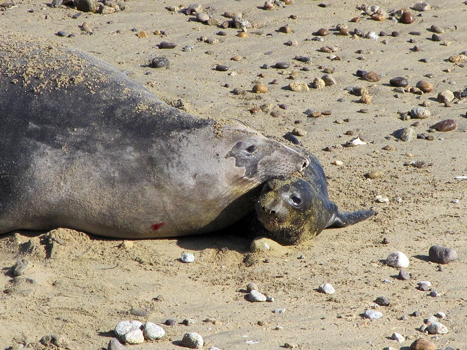 Mother and newborn Elephant seal cow and newborn pup on North Drakes beach
