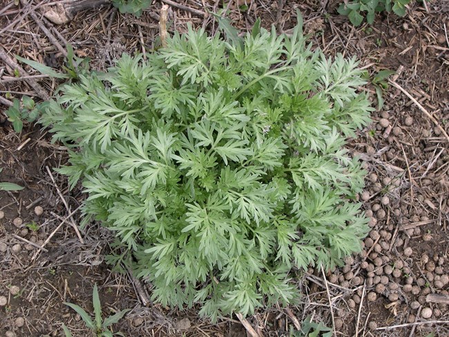 Mugwort