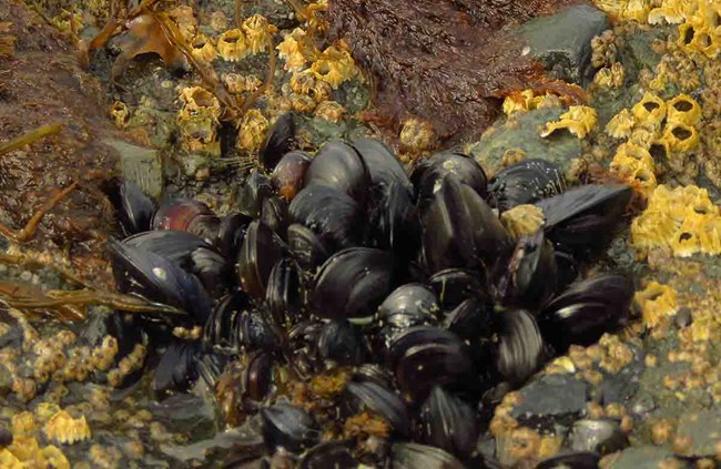 Mussels in the intertidal area.