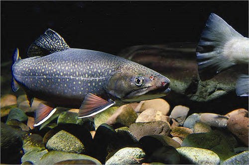 Eastern brook trout A fish floating above rocks underwater