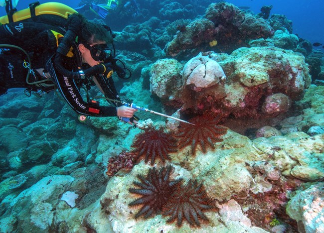 Sodium bisulfate is injected into the destructive starfish to cull them. The chemical is harmless to the surrounding reef ecosystem, but deadly to the corallivore.